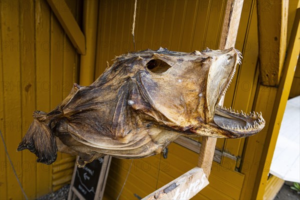 Huge dried fish in Nusfjord