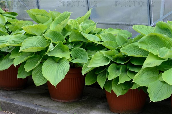 Hosta