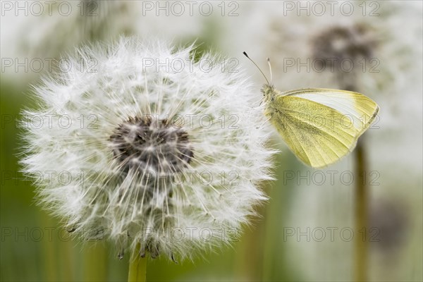 Small Small white