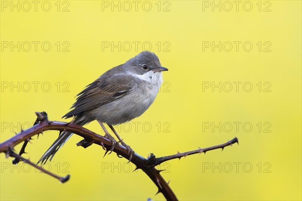 Common whitethroat