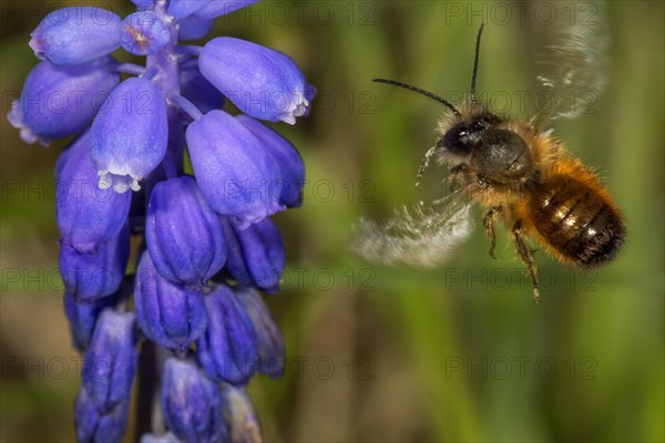 Rusty Red mason bee