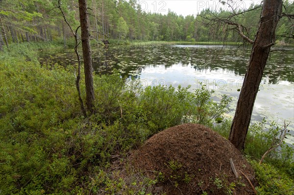 Anthill in Norra Kvill National Park near Vimmerby