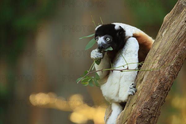 Crowned sifaka