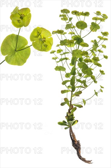 Wood Spurge