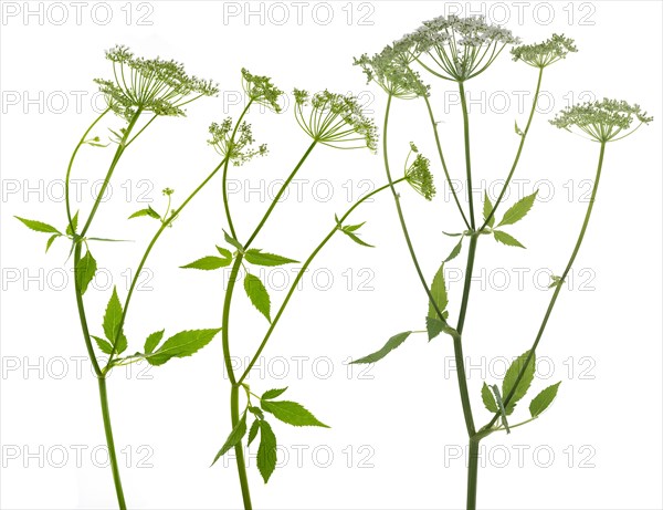 Flowering ground elder