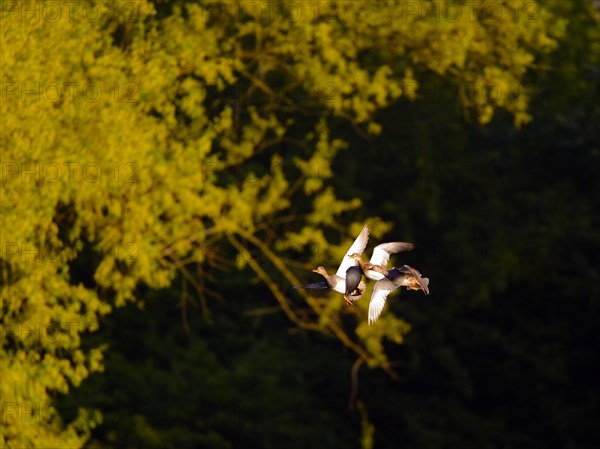 Gadwall