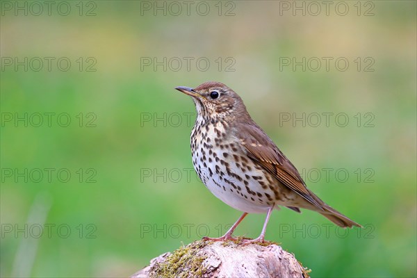 Song thrush