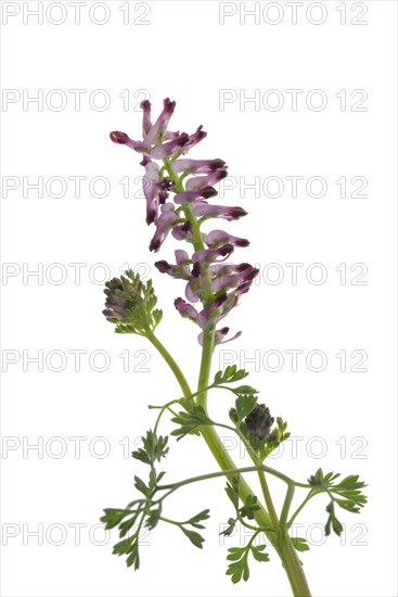 Flower of fumaria on white background