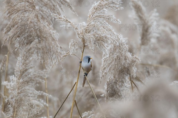 Bearded reedling