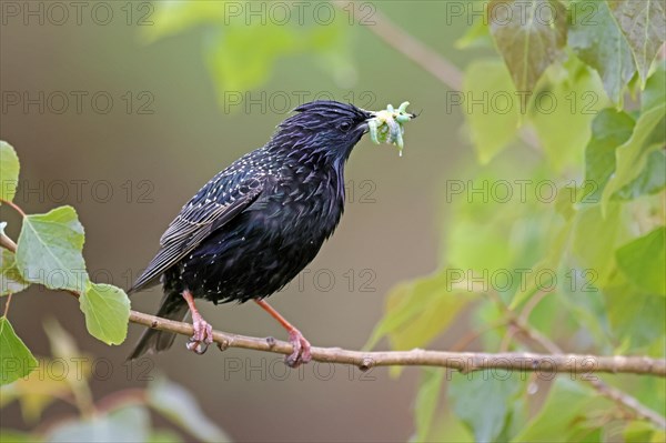 Starling