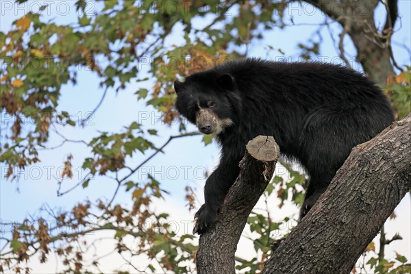 Spectacled bear