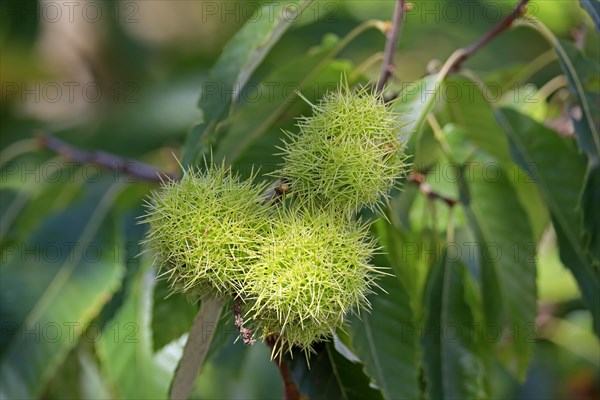 Horse-chestnut