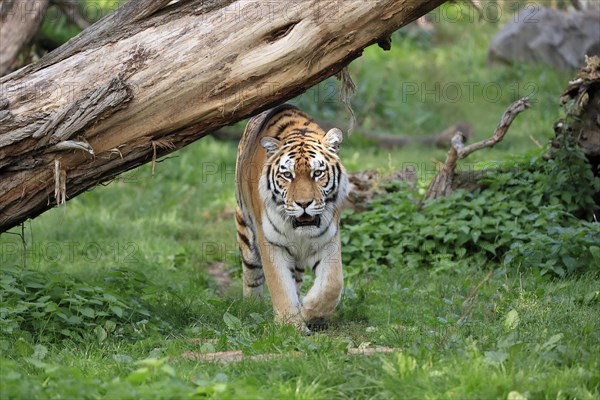 Siberian tiger