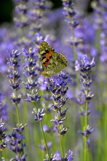 Thistle butterfly on lavender flower