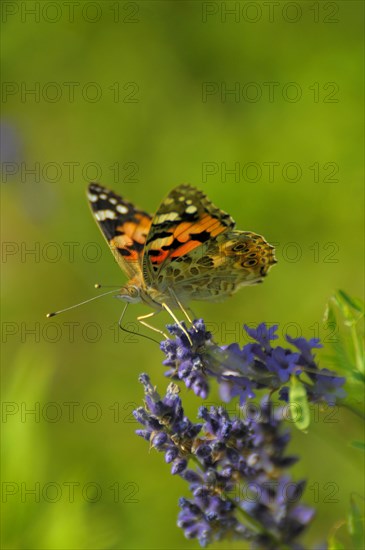 Thistle butterfly on lavender flower