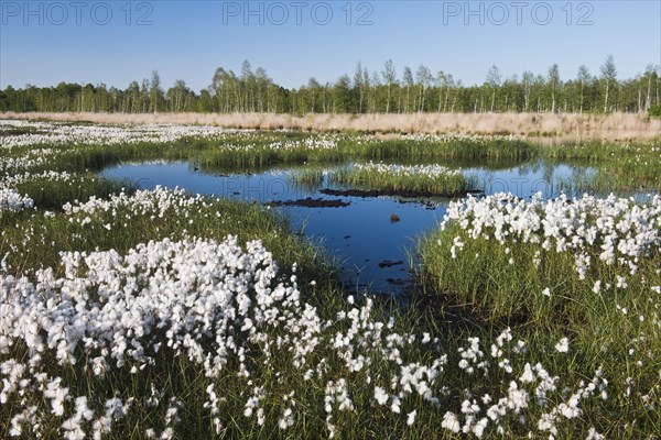 Cotton grass