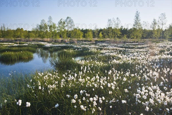 Cotton grass