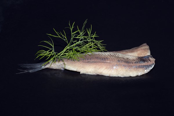 Freshly fermented fillet of Atlantic herring