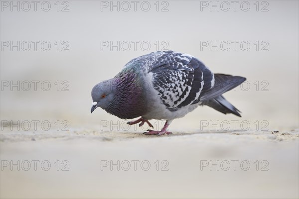 Feral pigeons