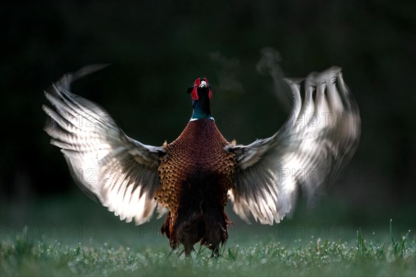 Pheasant