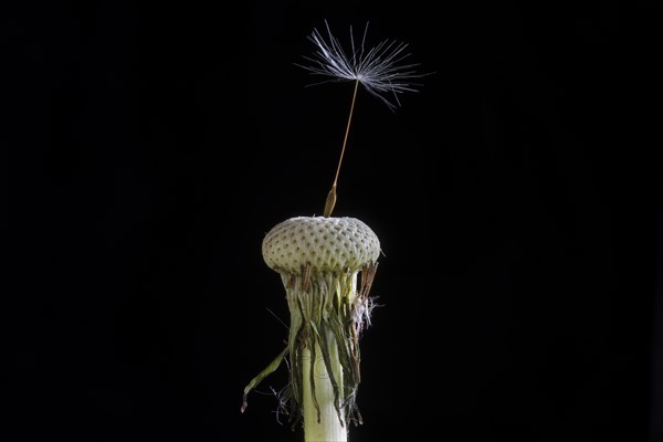 Withered dandelion