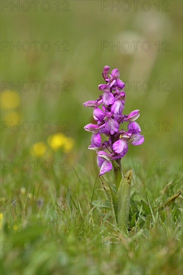 Green-winged orchid