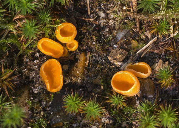 Orange Peel Fungus