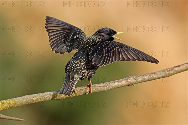 Starling