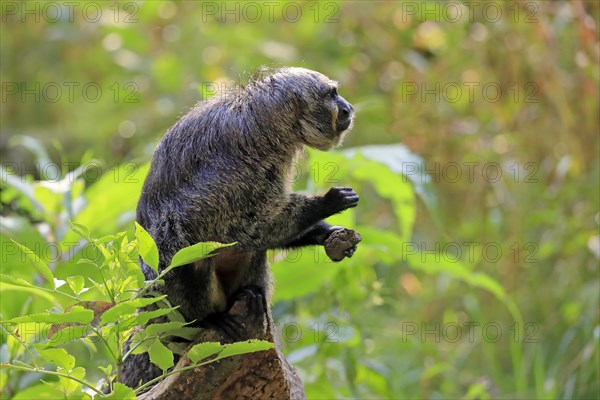 White-faced saki