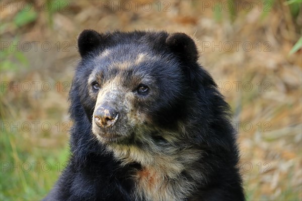 Spectacled bear