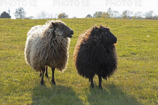 Norwegian sheep on the dike