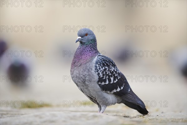 Feral pigeons