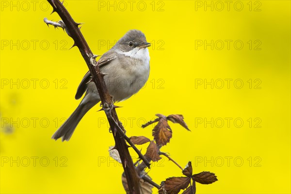 Common whitethroat