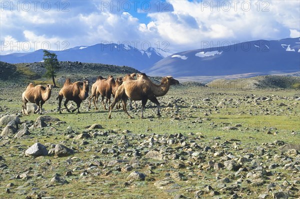 Bactrian camels