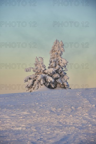 Frozen European spruce