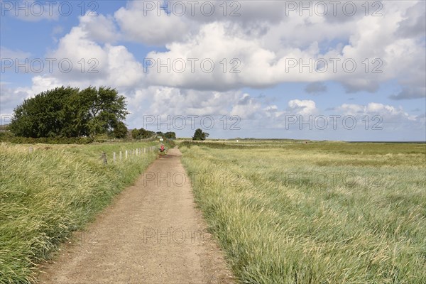 Footpath and salt marshes at the Wadden Sea