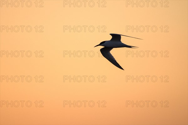 Sandwich Tern