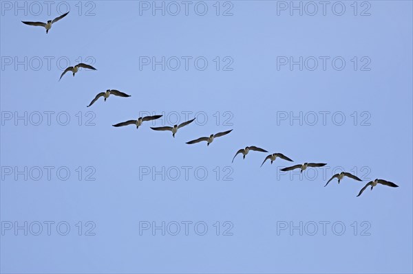 Barnacle geese