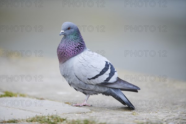 Feral pigeons