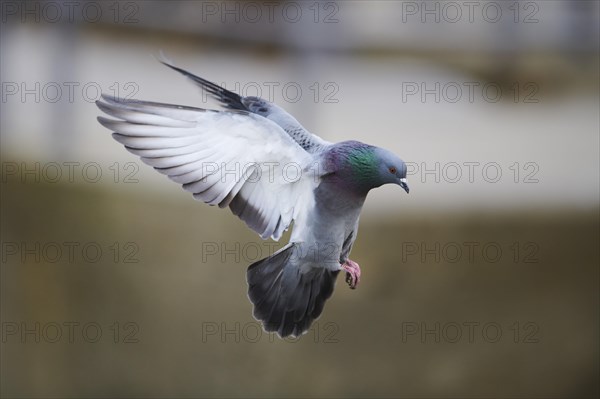 Feral pigeons