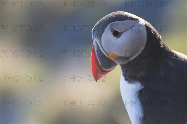 Puffin