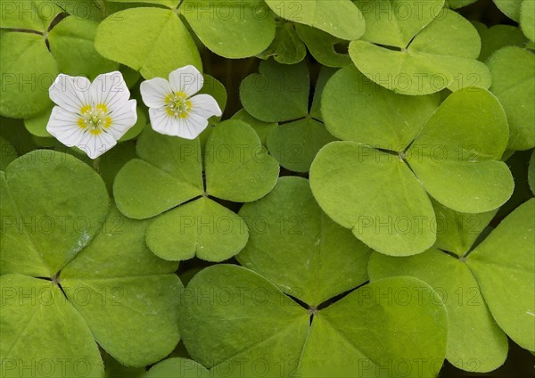 Wood Sorrel