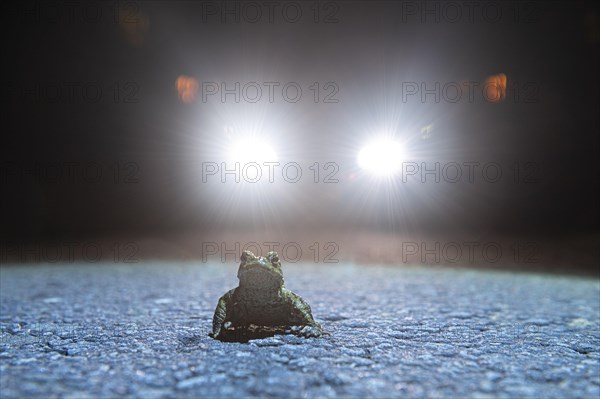 Common toad