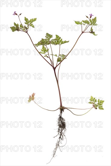 Ruprechtskraut or Stinking Cranesbill