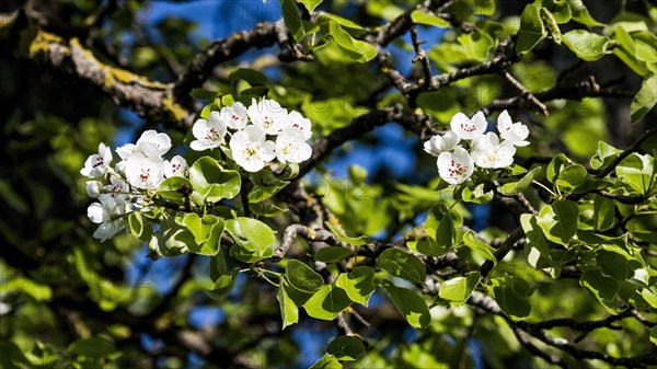 Pear tree blossoms