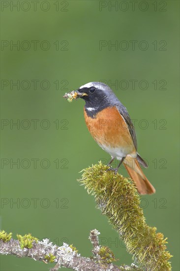 Common redstart