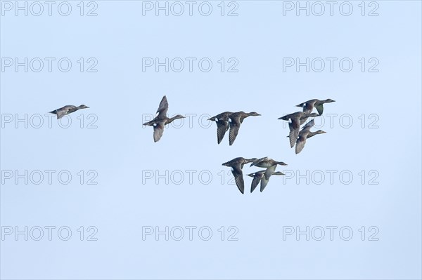 Gadwall