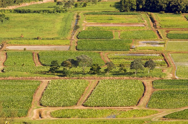 Hanalei valley and taro fields on kauai