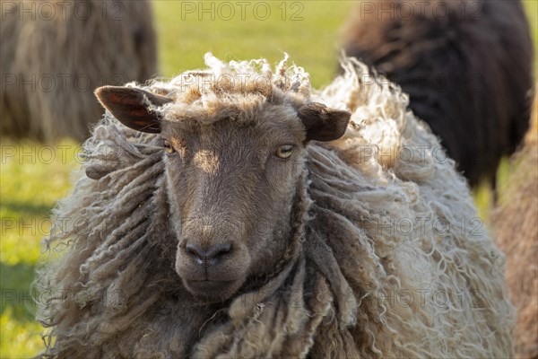 Norwegian sheep on the dike