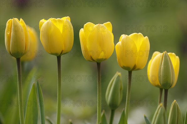 Tulips bloom